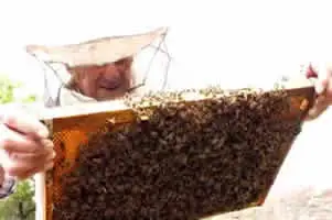 Божије чудо у Грчкој: Пчеле „прекрију“ икону воском (ВИДЕО)