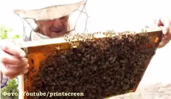 Пчеле прекрију икону воском 600 X 350